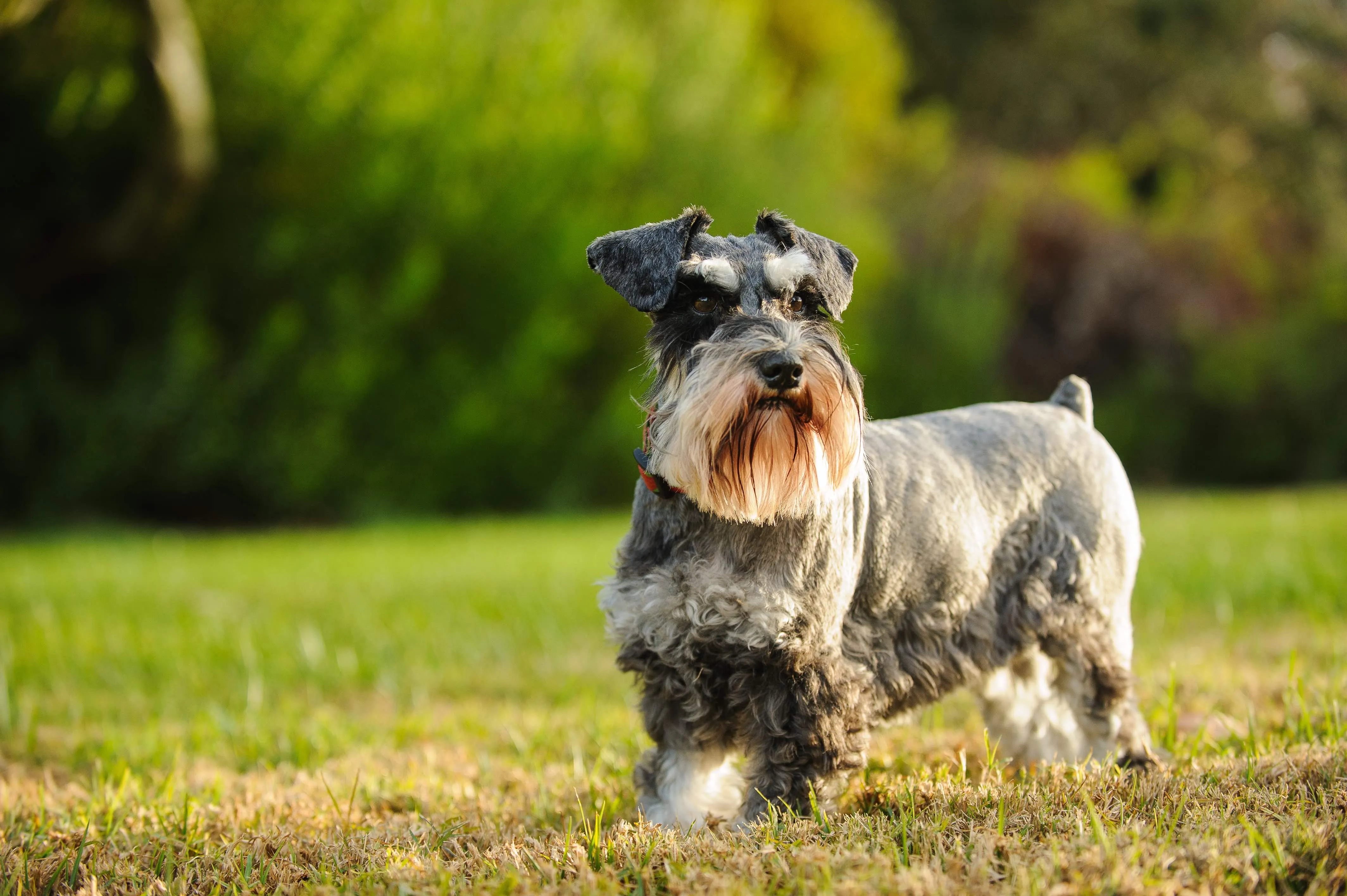 A distinctive salt and pepper Miniature Schnauzer with its characteristic beard and eyebrows.