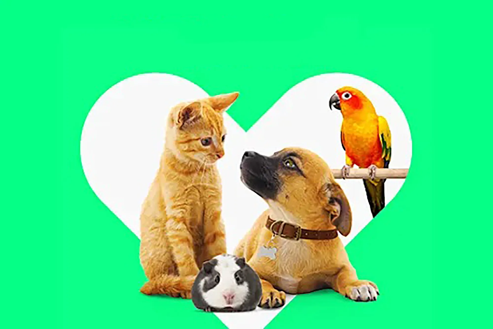 A diverse group of pets, including a dog, cat, and bird, representing Petco's broad selection of pet supplies and dog accessories.