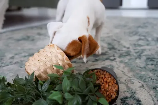 A dog actively searching for a hidden item, showcasing the "find" command in action.