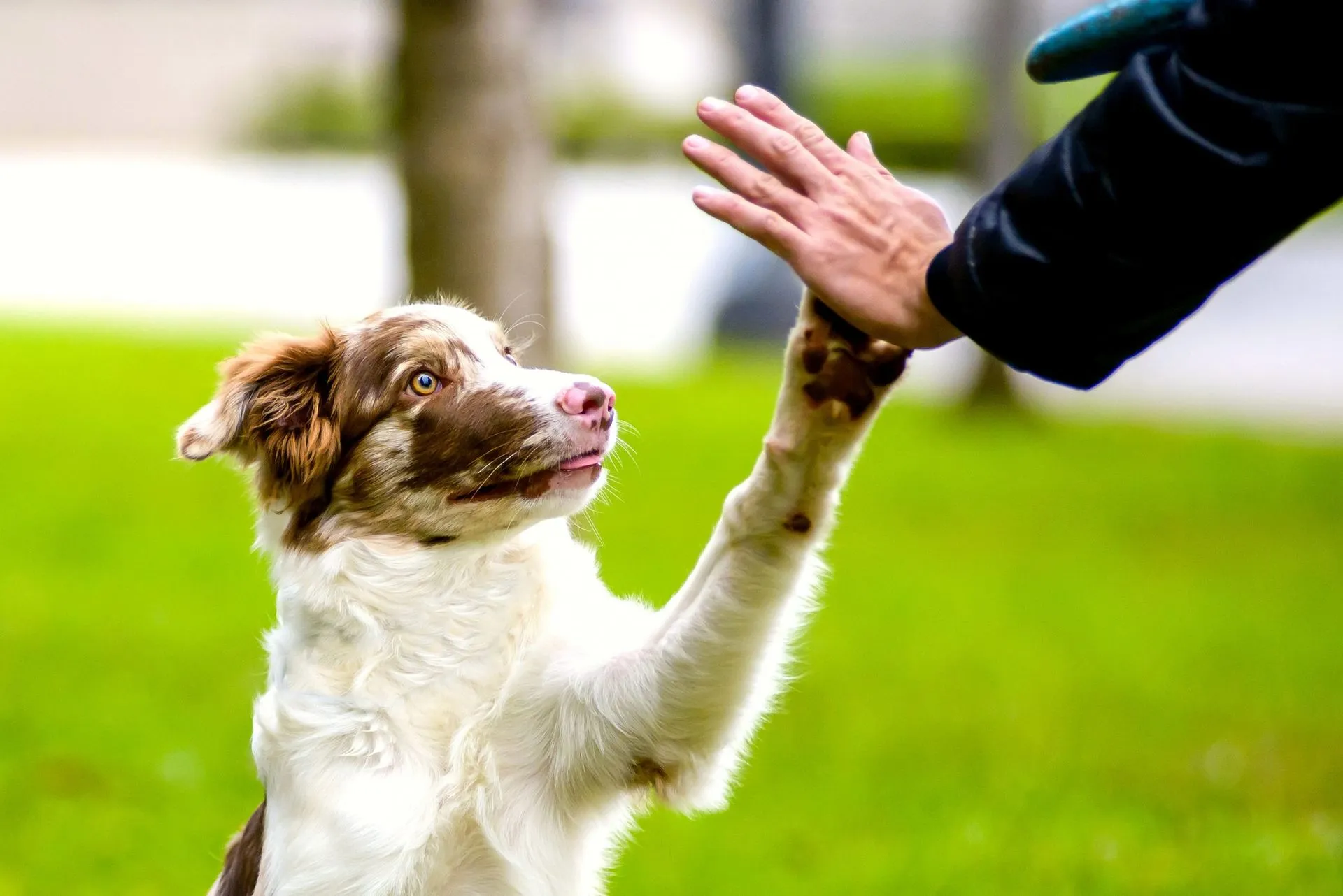 A dog and its owner playing fetch in a park.