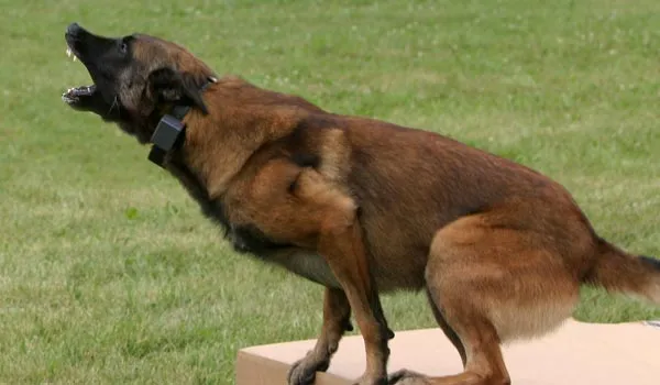 A dog barking aggressively.