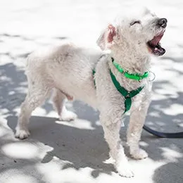 A dog barking intensely, representing a common behavioral issue.