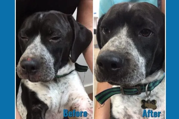 A dog before allergy treatment, suffering from long-term chronic allergies with red, inflamed skin