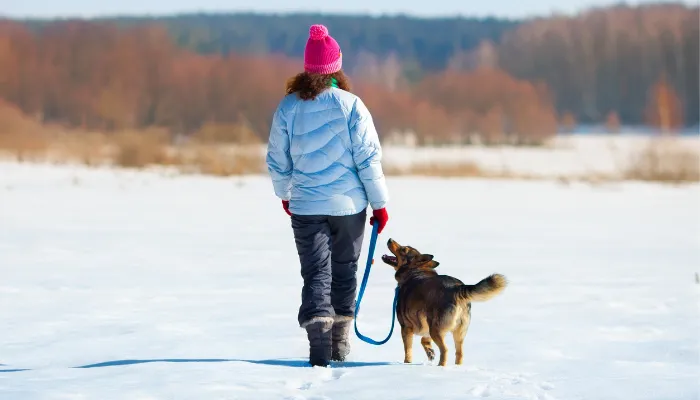 A dog being walked on a leash in the snow