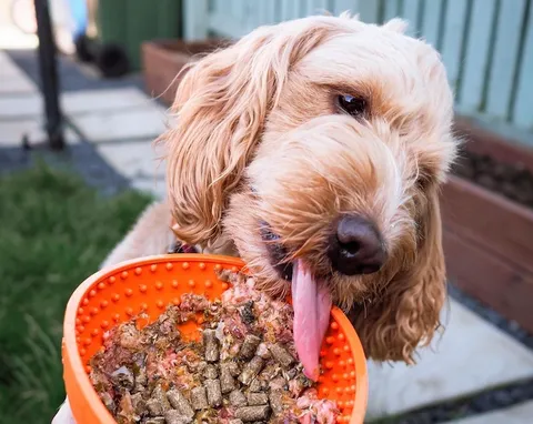 A dog eating a meal of raw and cold-pressed food from its bowl