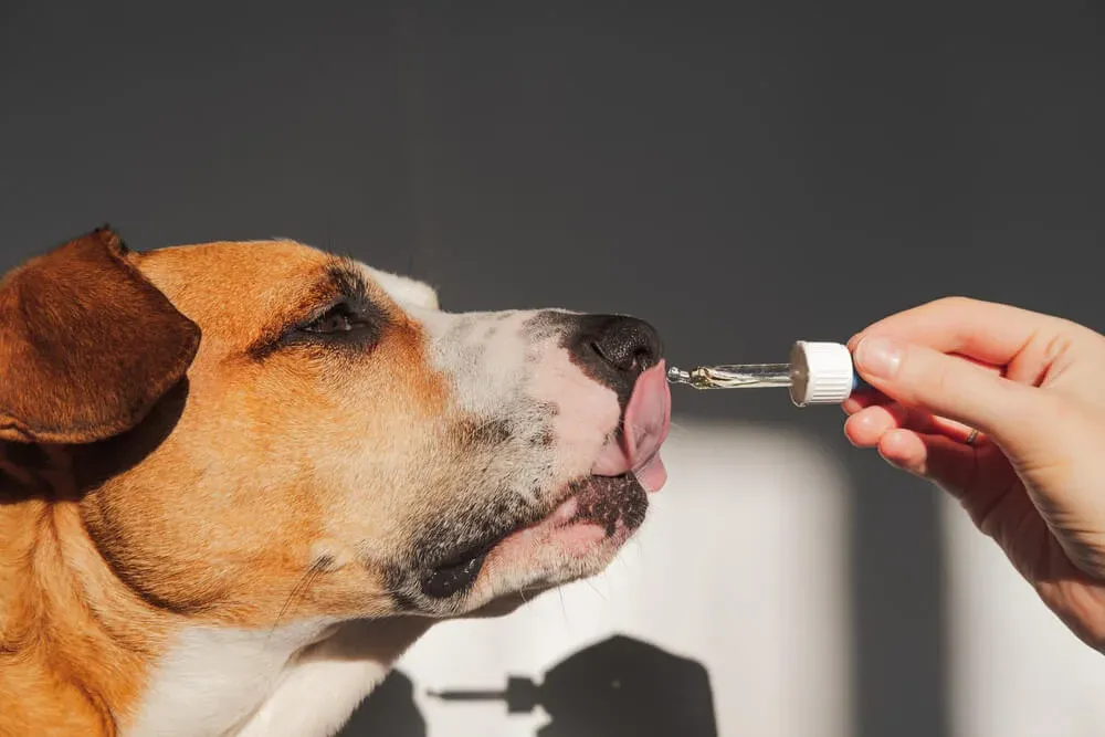 A dog enjoying a treat