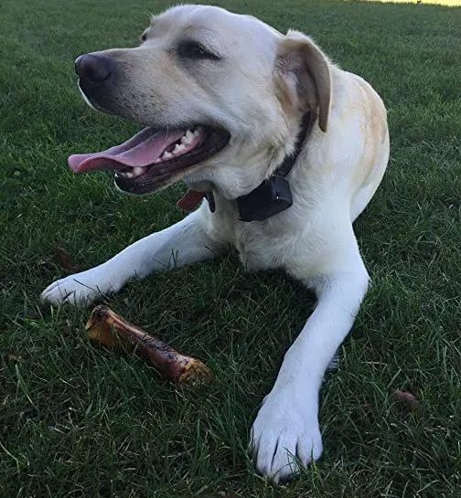 A dog enthusiastically chewing on a large bone