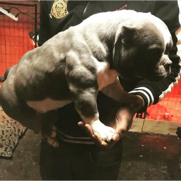 A dog exhibiting significant muscle gain, showcasing the effectiveness of dog supplements.