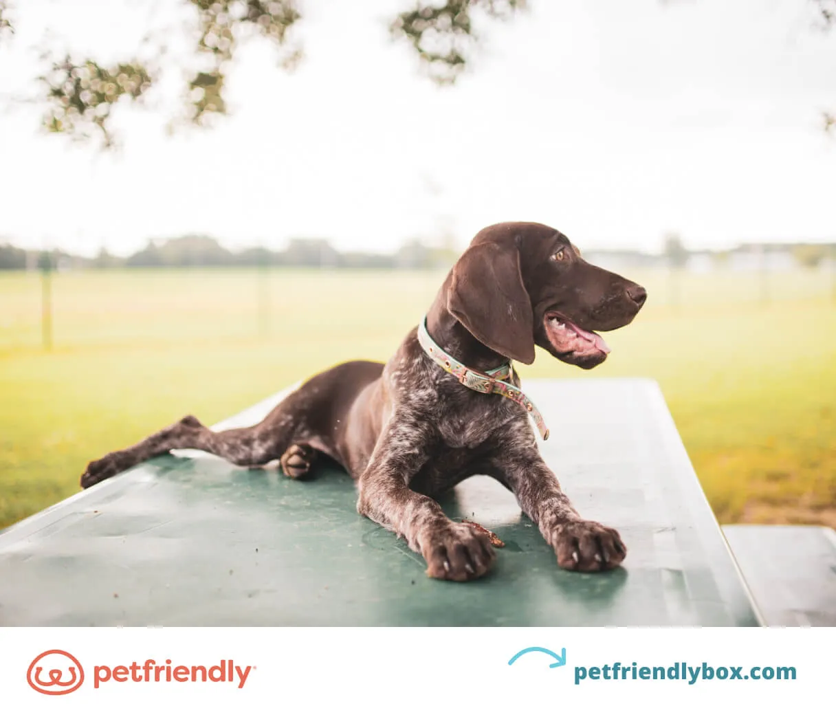 A dog exhibiting signs of heartworm disease