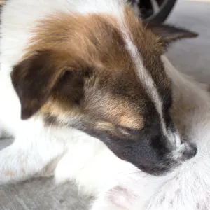 A dog furiously biting its fur, indicative of a severe flea infestation and irritation, seeking relief from itching.