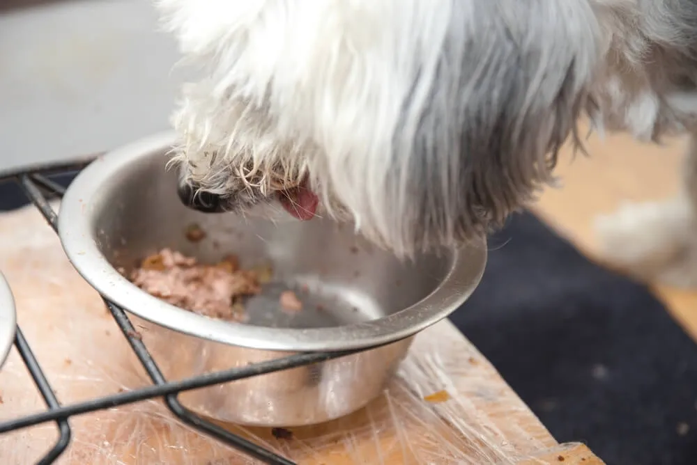 A dog happily eating wet food from a bowl.
