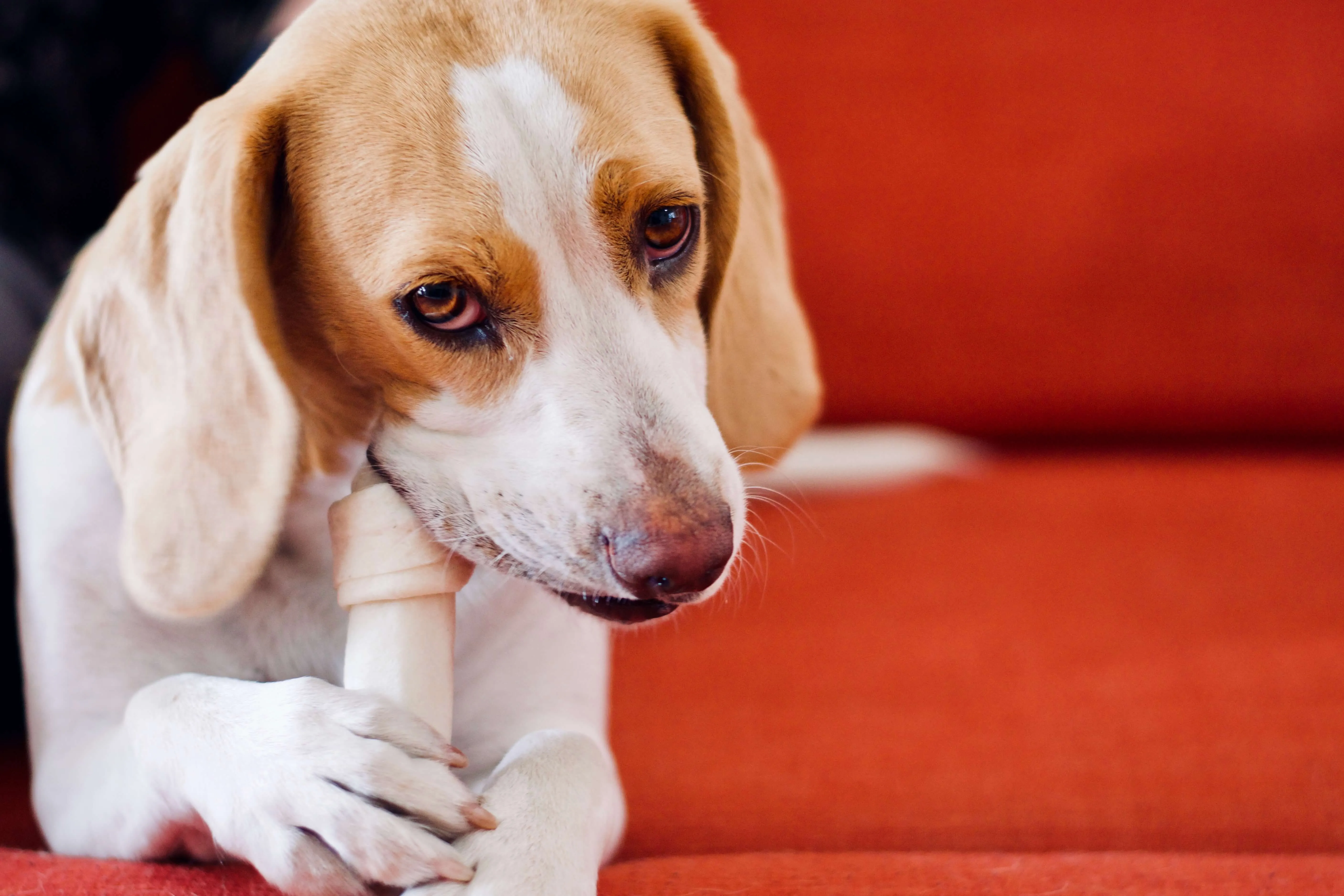 A dog happily gnawing on a bone, highlighting the importance of bone in a post-partum diet