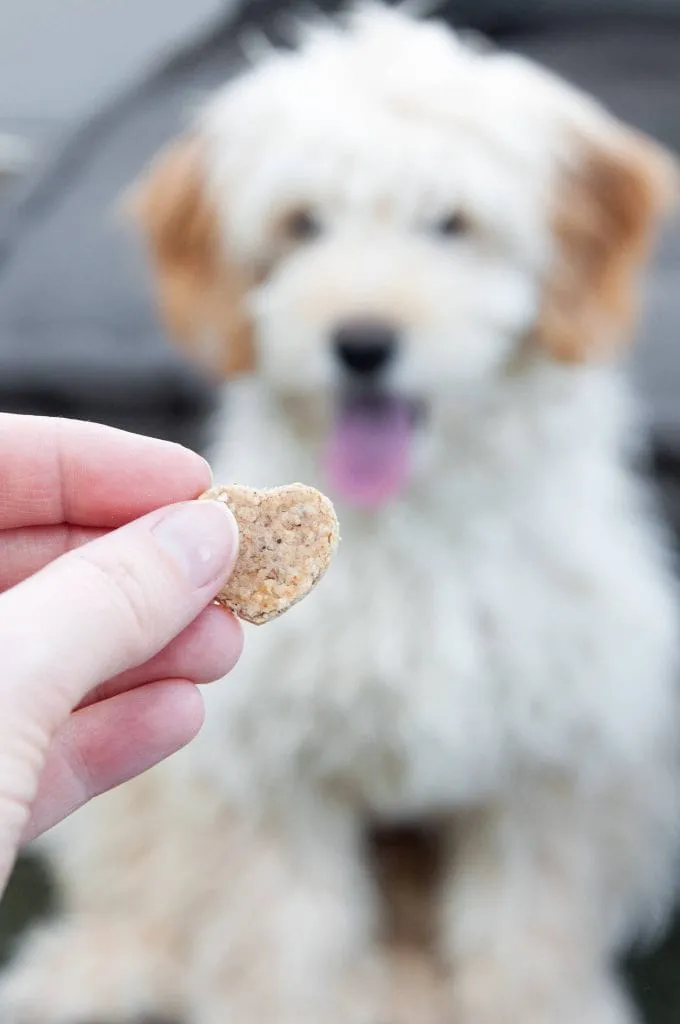 A dog happily looking at homemade peanut butter dog treats