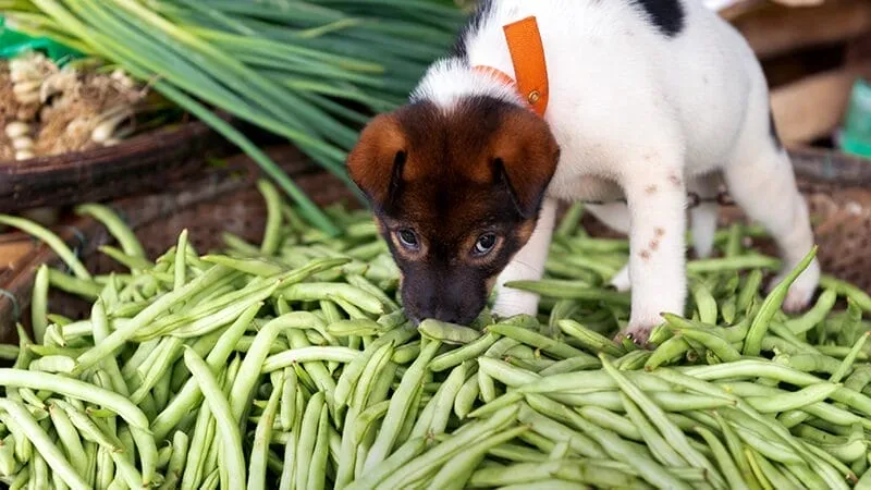 A dog happily munching on a handful of green beans