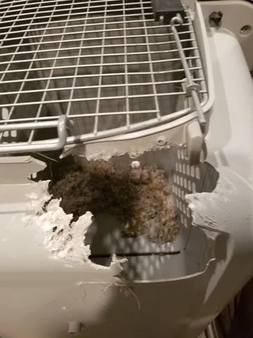 A dog has chewed through a plastic pet carrier kennel and escaped.