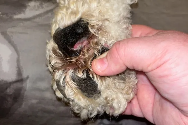 A dog having its paw examined carefully