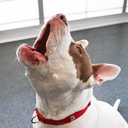 A dog howling with its head tilted back