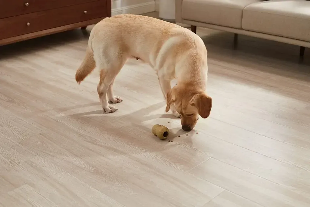 A dog intensely focused on a treat-dispensing toy