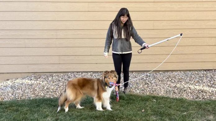 A dog intently watching a lure on a flirt pole.