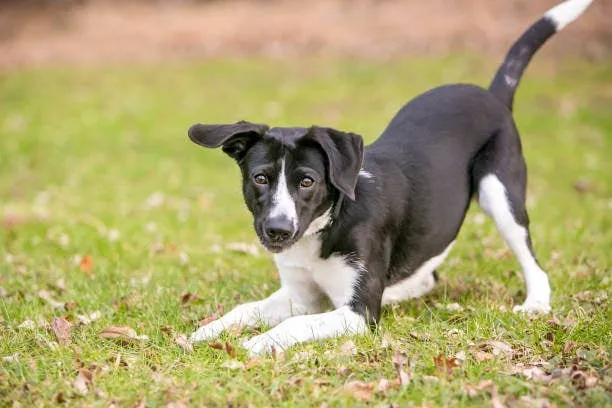 A dog is bowing on grass outdoors