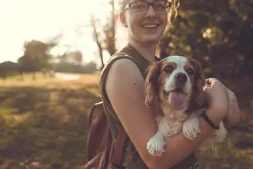 A dog jumping on a guest, illustrating a common training challenge.