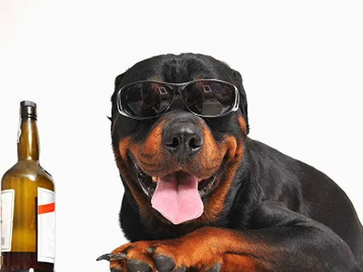 A dog looking at a bottle of beer