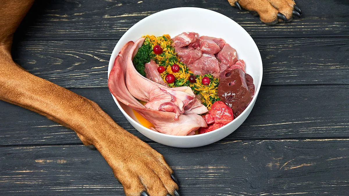 A dog looking at a bowl of homemade dog food