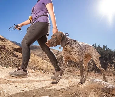A dog looking attentively at its owner during a training session in a park.