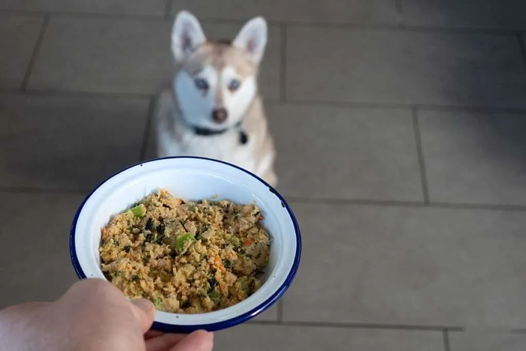 A dog looking content after a meal