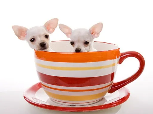 A dog looking curiously at a coffee cup