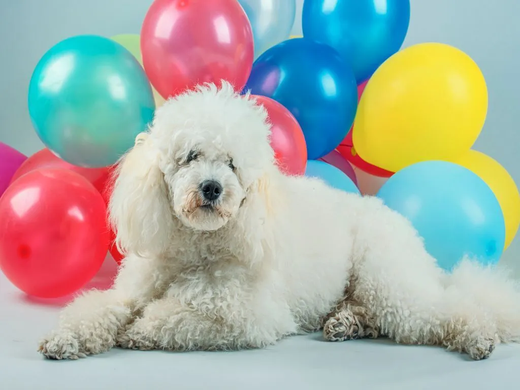 A dog looking curiously at balloons