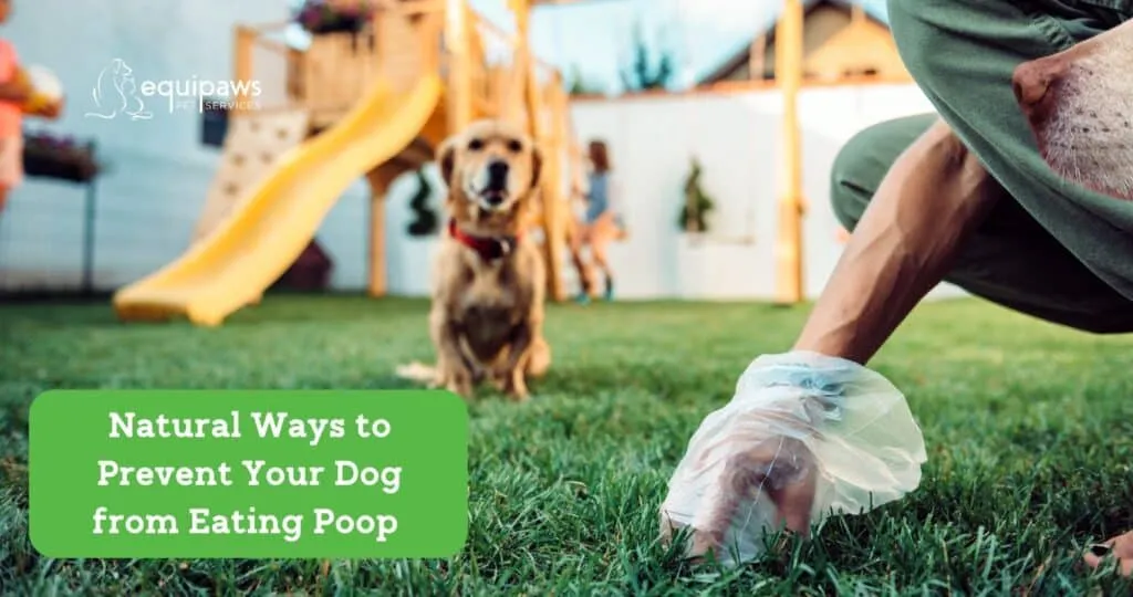 A dog looking curiously at its own feces