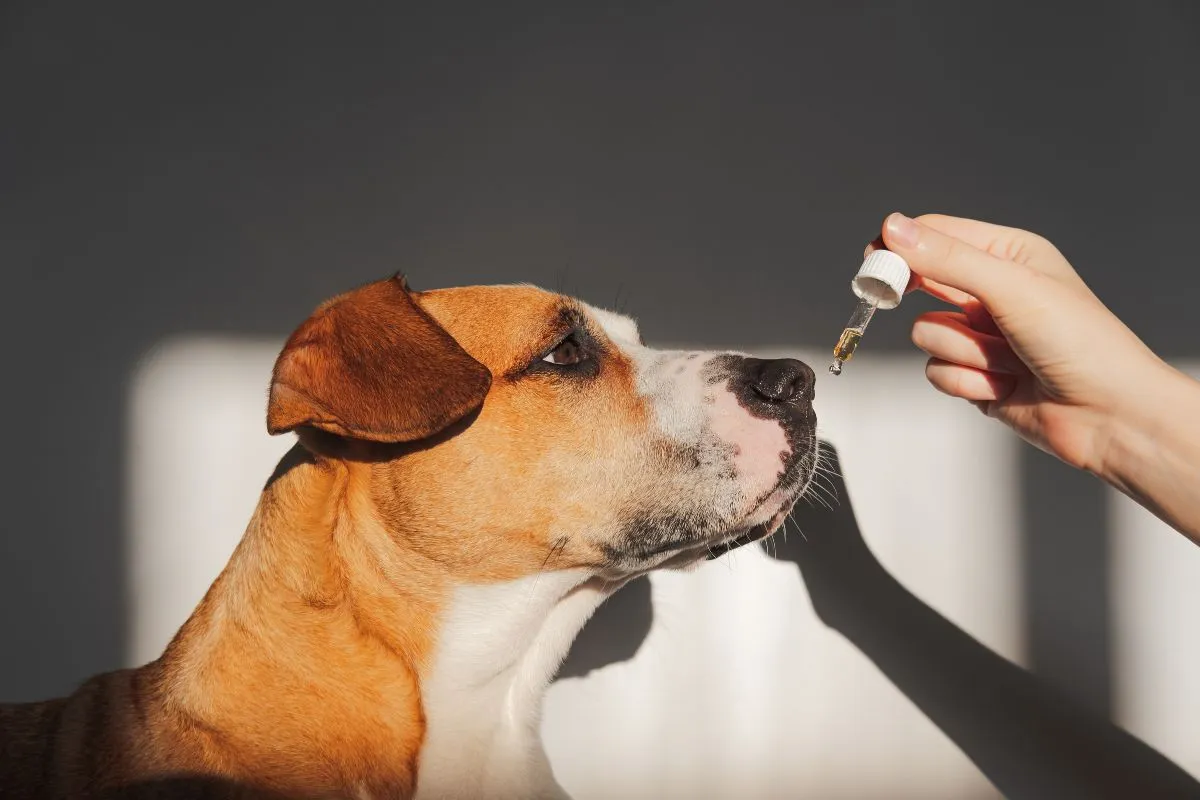 A dog looking healthy and active, possibly benefiting from fish oil