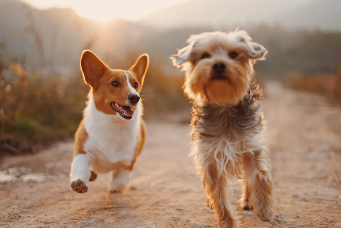 A dog looking intently at its owner