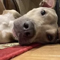 A dog looking intently with its tail held high