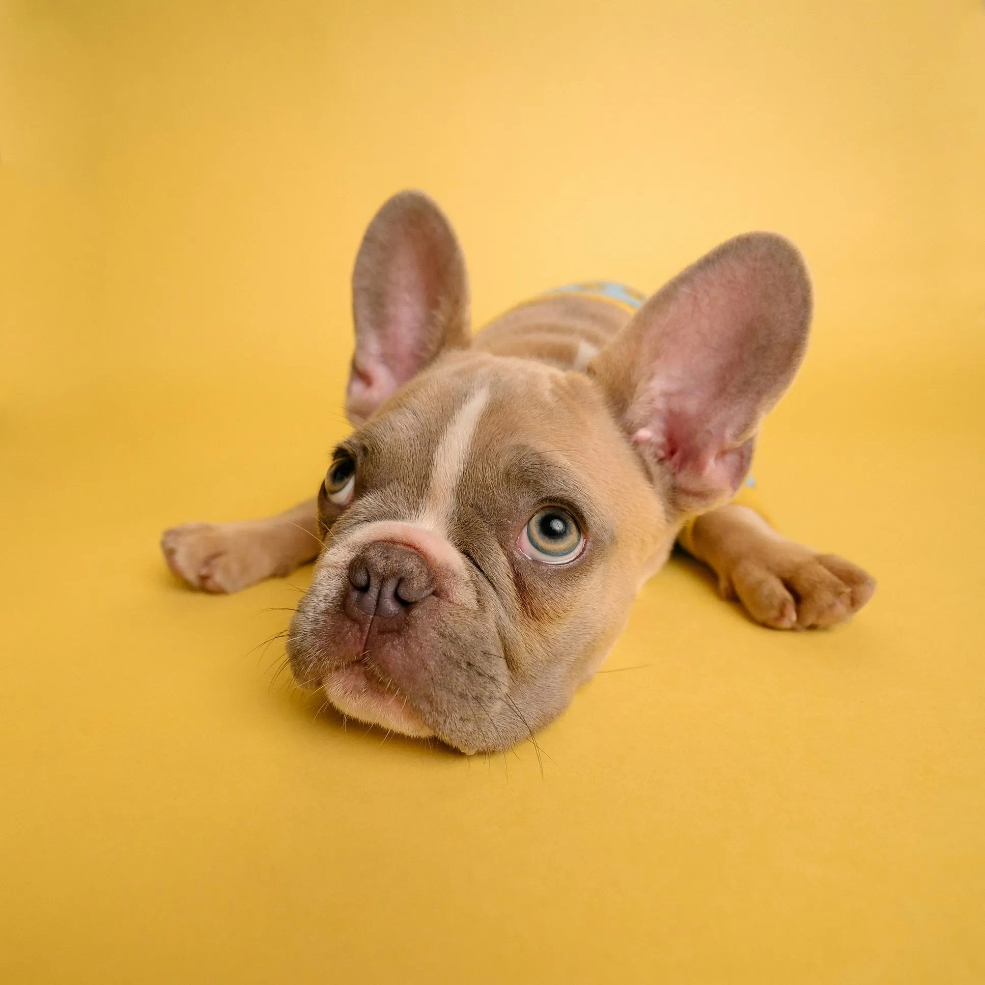 A dog looking longingly at a human eating ice cream