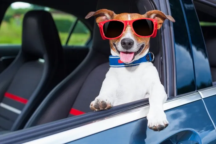 A dog looking out of a car window