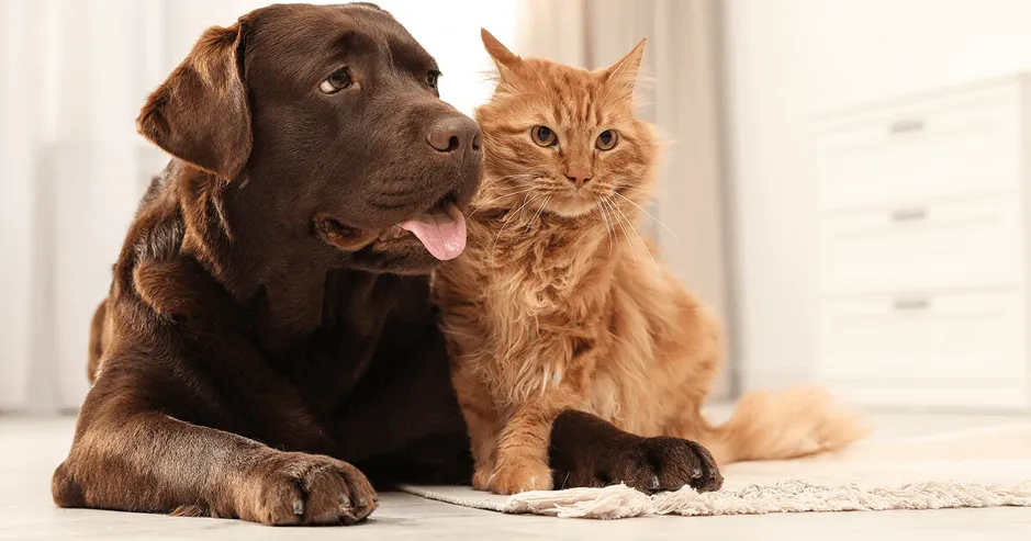 A dog looking relaxed in a home environment