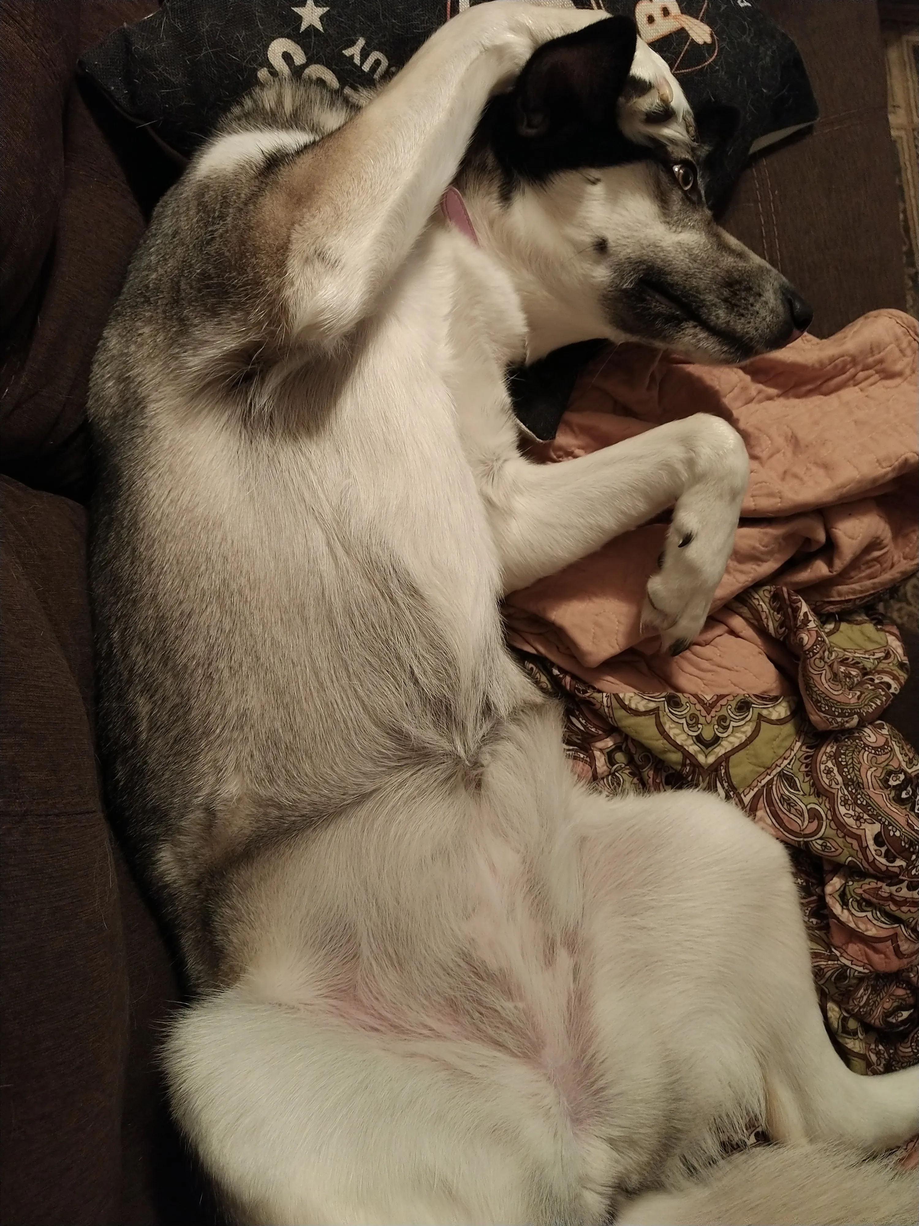 A dog lounging comfortably