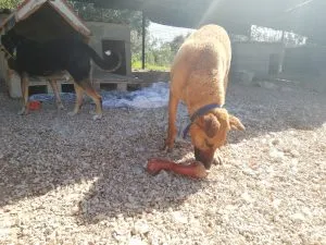 A dog named Kilo holding the Nylabone toy in its mouth