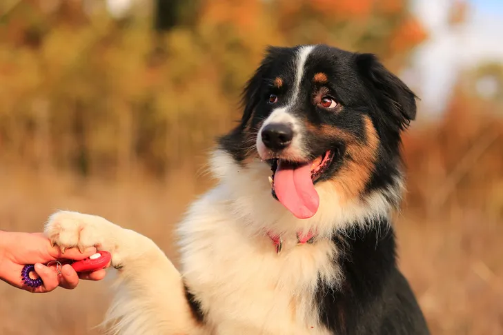 A dog offering its paw