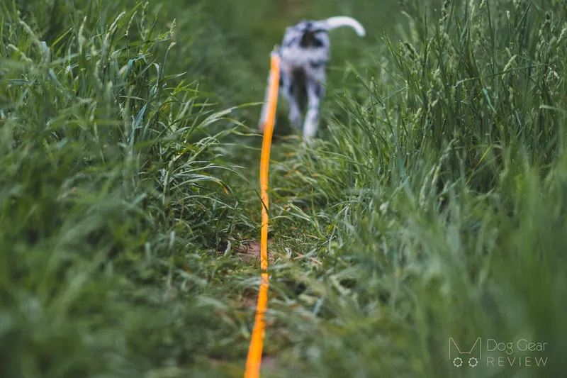 A dog on a long Biothane lead in an outdoor setting