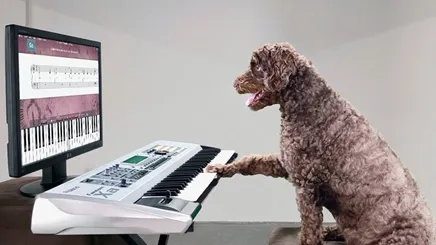 A dog performing an army crawl on a carpeted floor