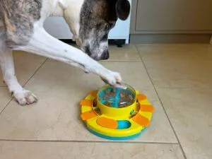 A dog placing a paw on top of a treat or food dispensing puzzle toy.