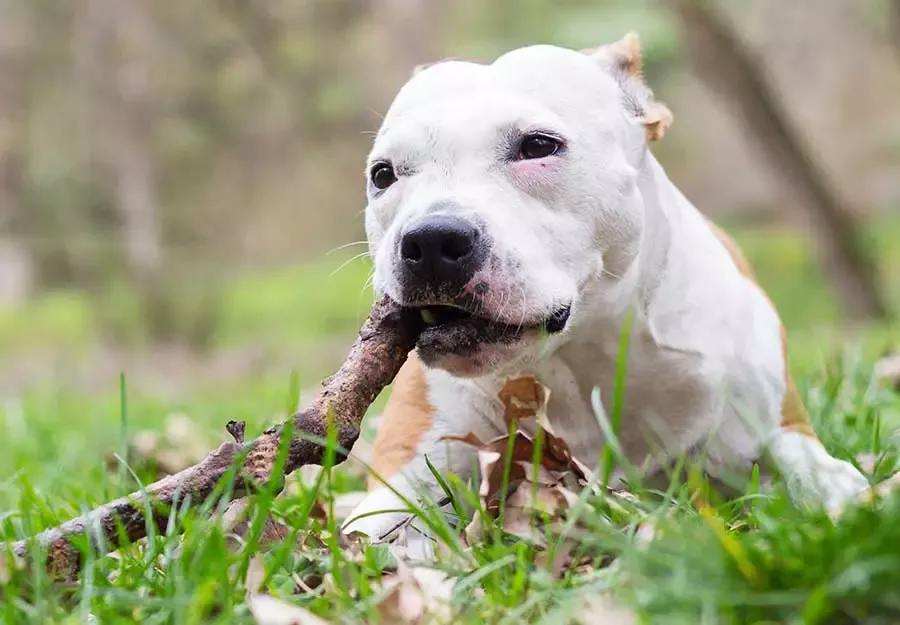 A dog playfully chewing on a stick, illustrating common but potentially harmful chewing habits.