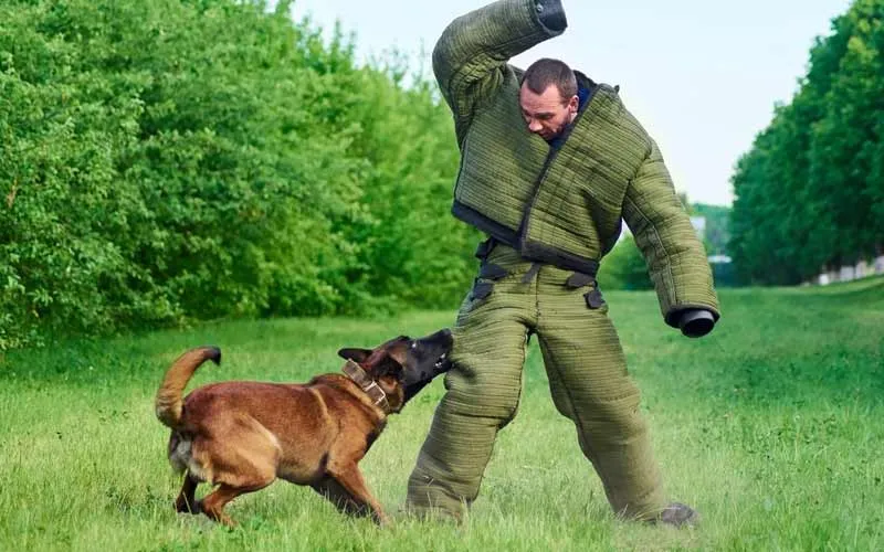 A dog playfully tugging on a bite sleeve