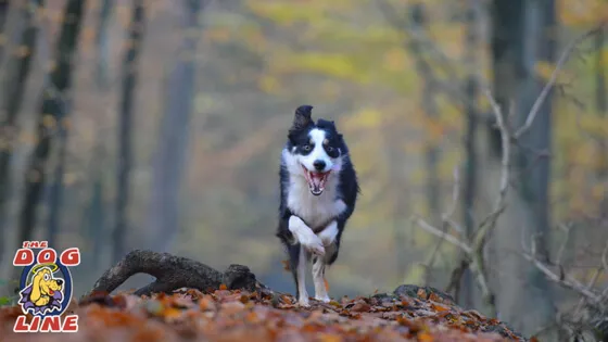 A dog responding to a come command with the assistance of a remote dog training collar.