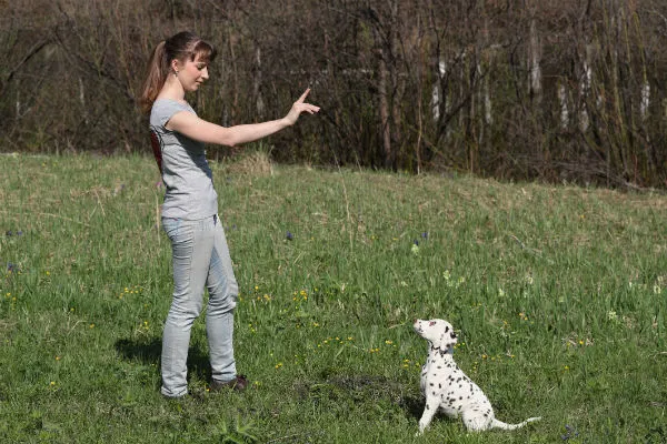 A dog showing clear signs of relaxation and happiness through its body language.