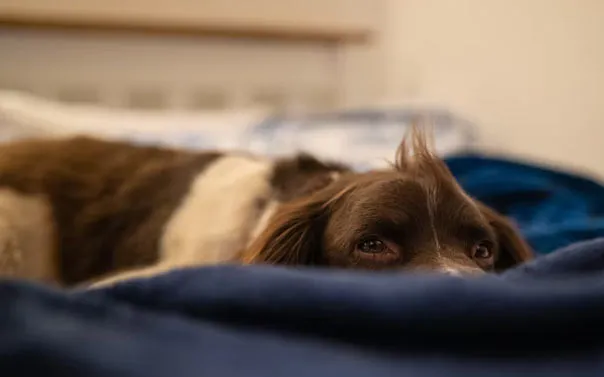 A dog sitting on a bed.