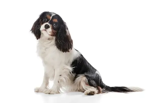 A dog sitting patiently, indicating it is obeying the "stay" command.